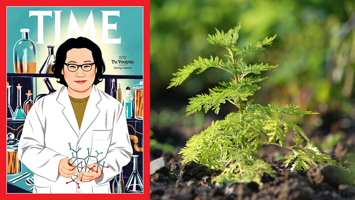 The Herb That Won a Nobel: Artemisia annua and the Five Elements