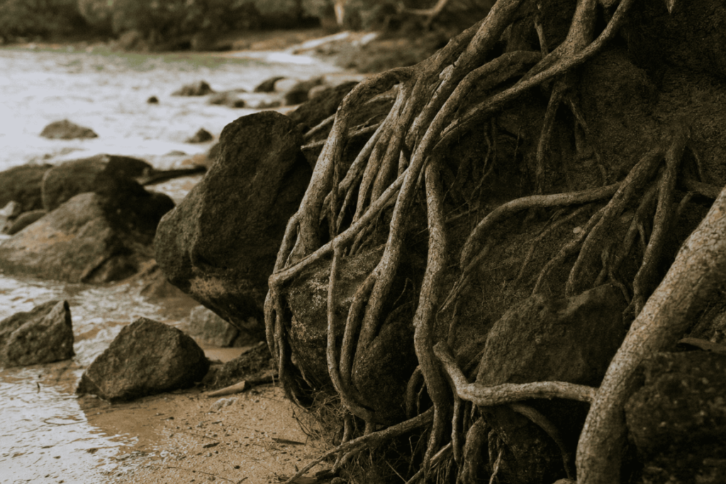 Tropical tree roots growing naturally around rocks by the shoreline, representing the effortless flow of the Daoist concept of Ziran.